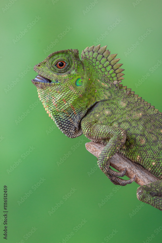 Obraz premium Gonocephalus chamaeleontinus, the chameleon forest dragon or chameleon anglehead lizard, is a species of agamid lizard from Indonesia and Malaysia