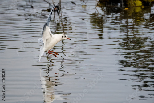 Un gabbiano comune (Chroicocephalus ridibundus) in volo mentre si prepara a scendere in acqua.
 photo