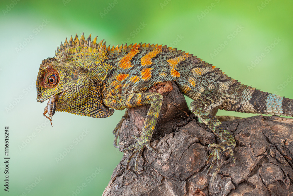 Obraz premium Gonocephalus chamaeleontinus, the chameleon forest dragon or chameleon anglehead lizard, is a species of agamid lizard from Indonesia and Malaysia