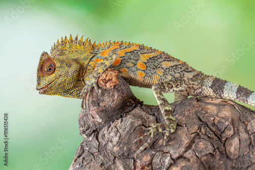 Gonocephalus chamaeleontinus, the chameleon forest dragon or chameleon anglehead lizard, is a species of agamid lizard from Indonesia and Malaysia photo