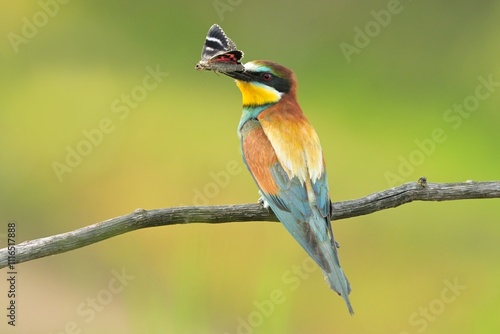 European bee-eater Merops apiaster bird songbird wildlife nature beautiful animal rain finch, animal, bird watching ornithology, flower bud fauna wildlife Europe