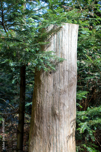 tree trunk in the forest