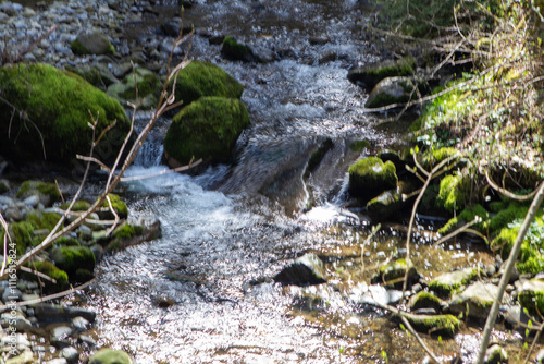 water flowing in the forest