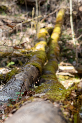 moss on the tree