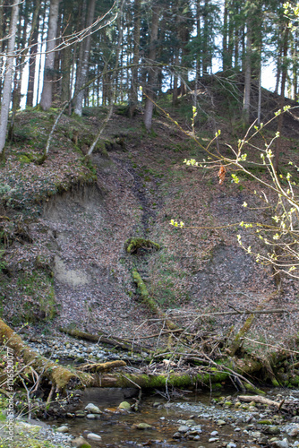 moss covered trees