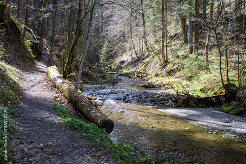 stream in the forest