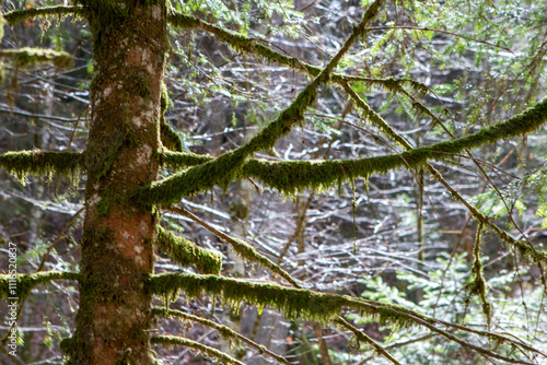 trees in the forest