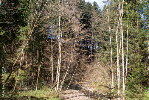 trail in the forest