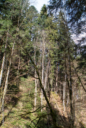 trees in the forest