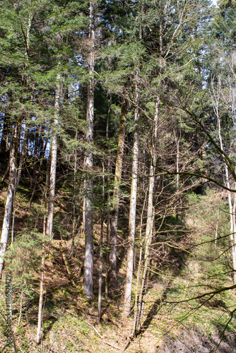 trees in the forest