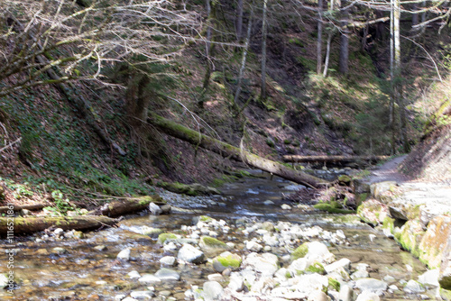 stream in the forest