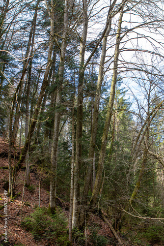trees in the forest