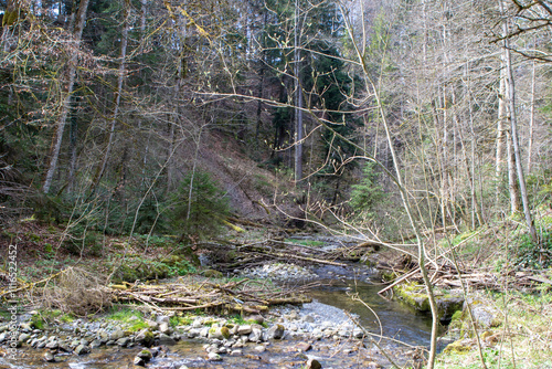stream in the woods