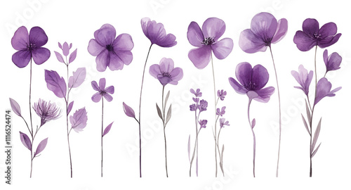 Watercolor Illustration of Purple Wildflowers with Delicate Stems and Petals on White Background
