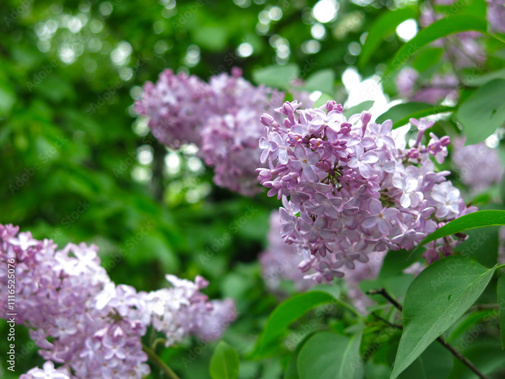 delicate purple lilac blooms in spring
