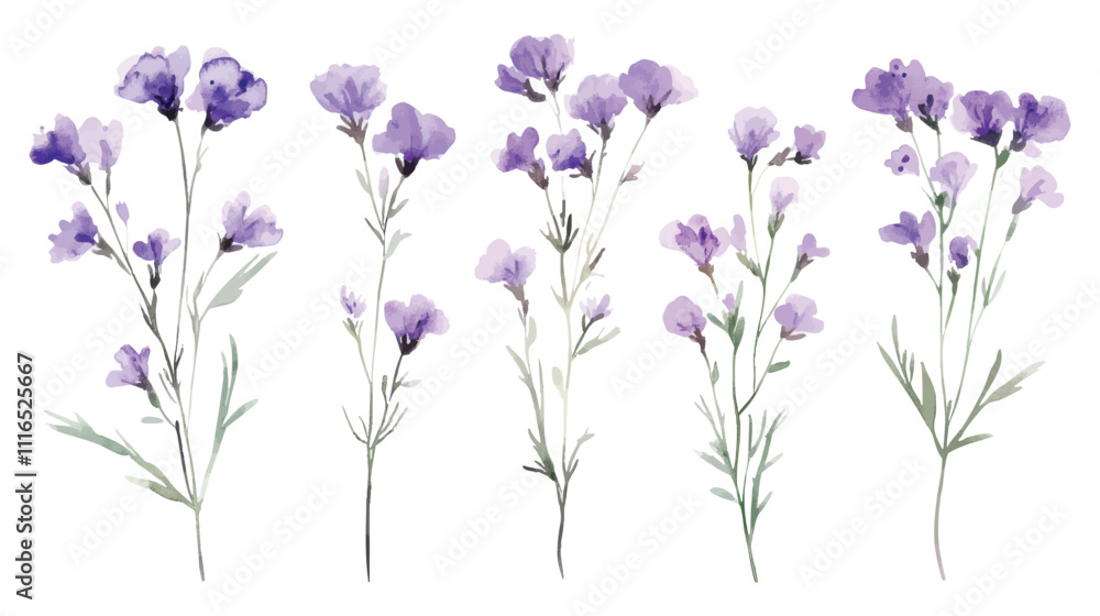 Obraz premium Watercolor Illustrations of Purple Wildflowers with Delicate Stems