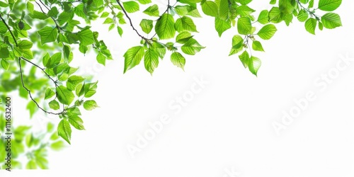 Spring Foliage. Green Tree Branches and Leaves Frame with Copy Space