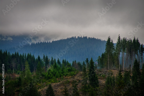 beautiful mountain landscape with spruce trees in the fog