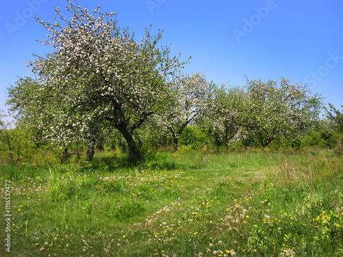 apple orchard during spring flowering, horticulture