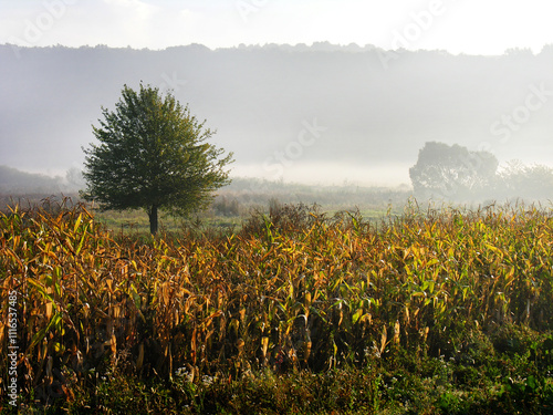 Atmospheric cornfield and lonely tree in fog, autumn calm mood photo