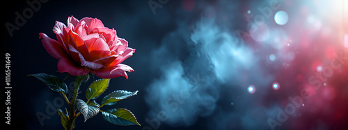 primo piano rosa scarlatta in fiore illuminata da luce intensa su sfondo scuro con aloni di luce e vapori photo