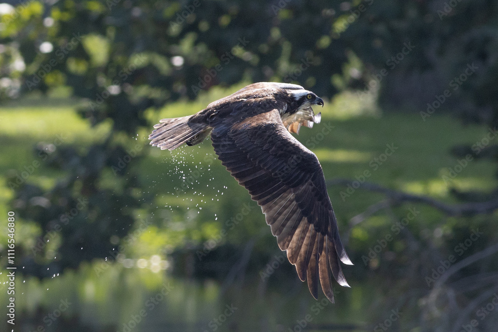 Fototapeta premium Osprey