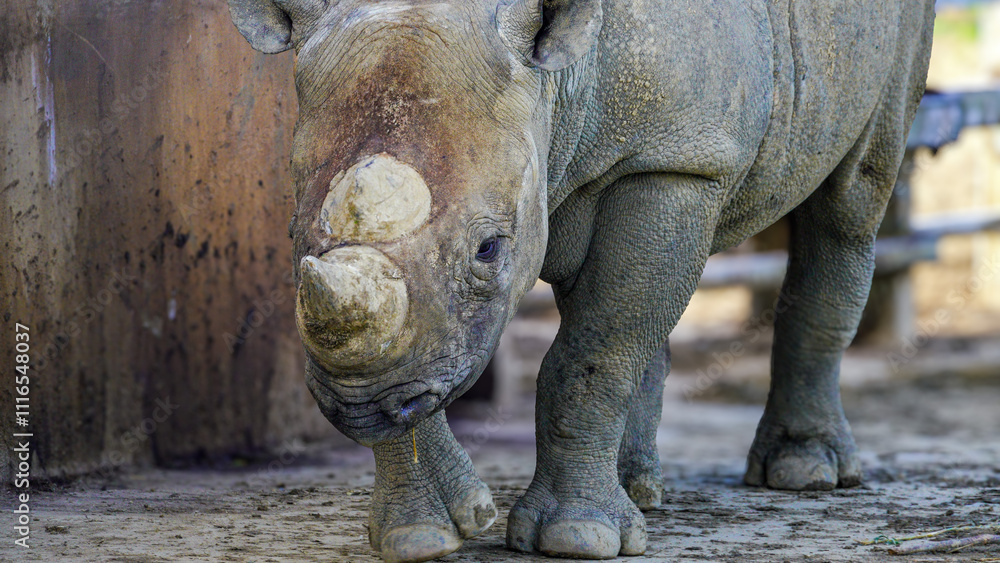 Naklejka premium Eastern Black Rhino in a field. Portrait at Folly Farm. 1 of 7 zoos in the UK caring for this critically endangered animal in their wildlife conservation programmes. Only 650 rhinos left in the wild. 
