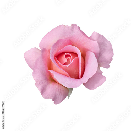 A pink rose bud, taken from above.