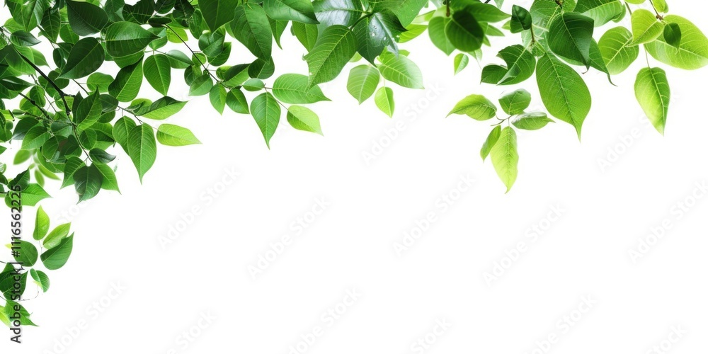 White Nature Background. Green Leaves Corner Frame with Copy Space White Nature Background. Green Leaves Corner Frame with Copy Space