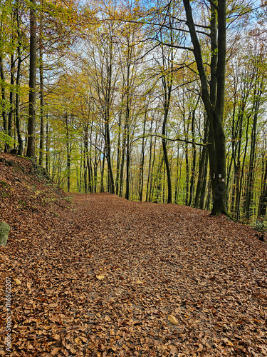 autumn in the forest