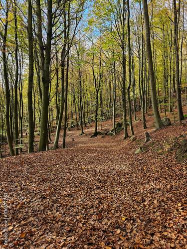 autumn in the forest