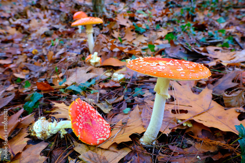 Amanita Muscaria or fly agaric Mushrooms in an oak Forest. photo