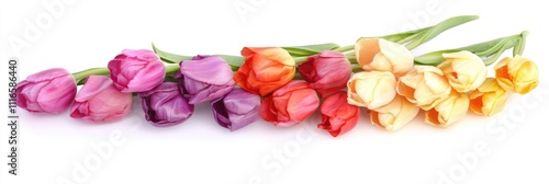 Vibrant Tulip Display: A Charming Floral Arrangement Showcasing a Row of Colorful Spring Flowers on a Crisp White Background