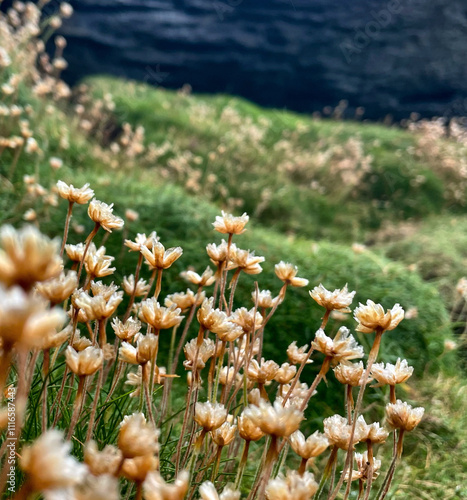 Gewöhnliche Grasnelke (Armeria) - verblüht - am Sheep's Head an einem regnerischen Tag, Cork, Irland 