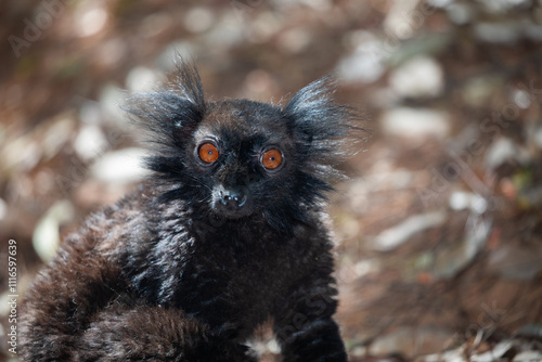 family Black lemur, Eulemur macaco, sits by a tree trunk photo