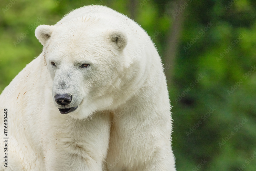 Fototapeta premium Polar Bear takes a rest