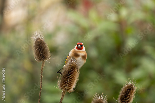 goldfinch on a common teasel