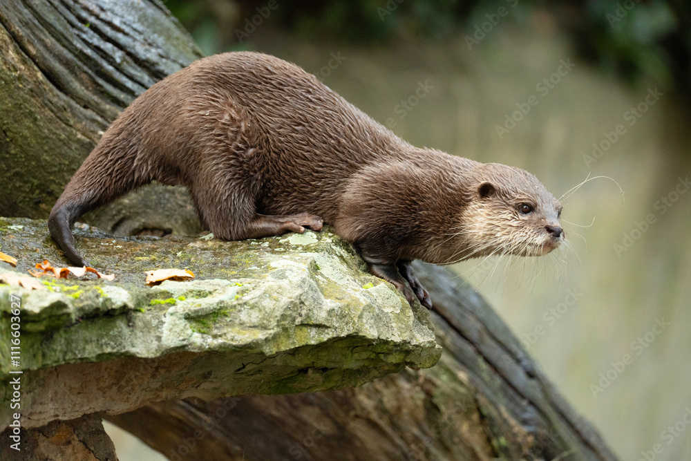 Asian small clawed otter Amblonyx cinerea, small clawed otter Asian small clawed otter Amblonyx cinerea, small clawed otter