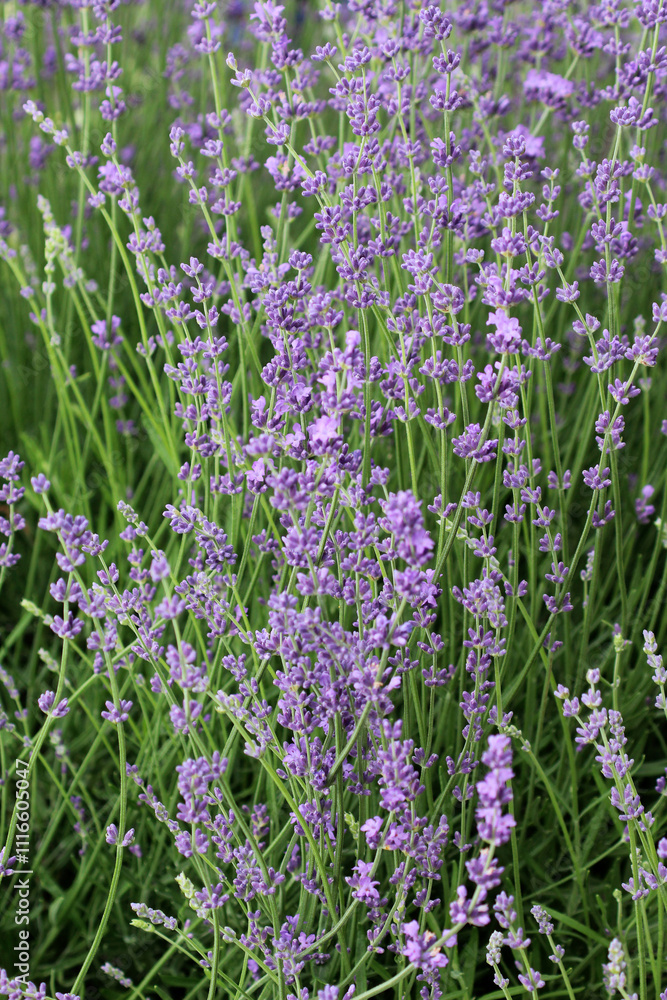 Fototapeta premium Lavender flowers bloom on a flower bed