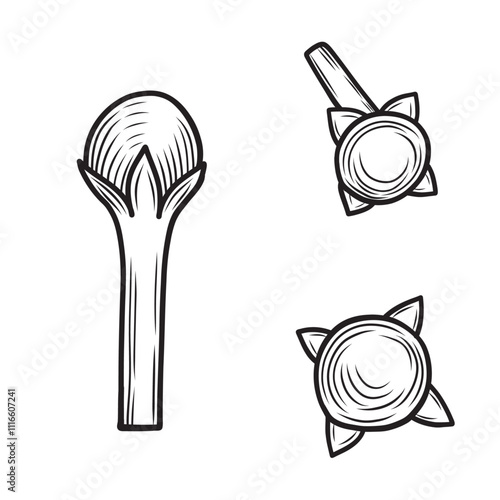 Clove seeds spices hand drawn vector illustration in sketch style. Set aromatic buds seasoning hatched linear black and white drawing.