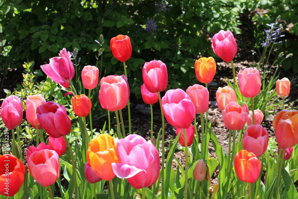 Obraz premium Vibrant Pink and Orange Tulips Blooming in a Spring Garden