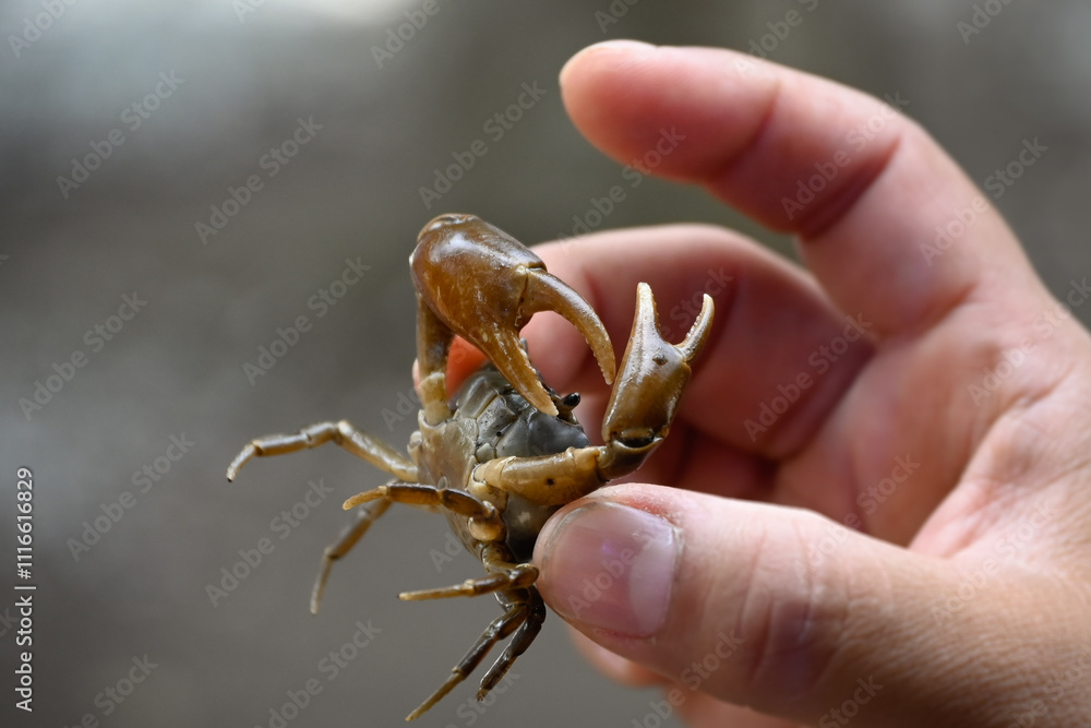 Cangrejo barranqueño Cangrejo barranqueño
