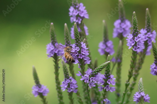 Bee on Blue Vervain 