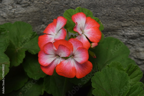 red and yellow flower