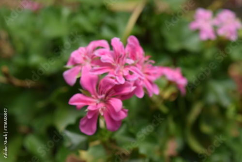 close up of a pink and purple flower