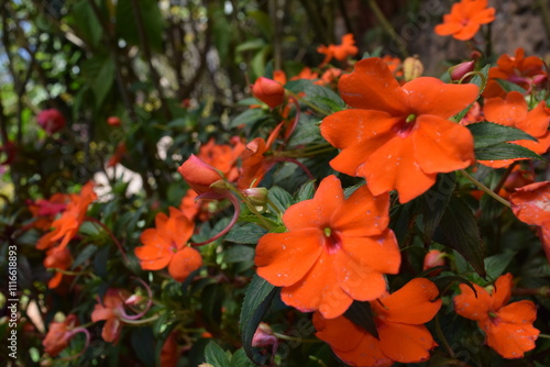 orange flowers in the garden