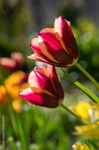 Bright red maroon orange bicolor tulipa gavota triumph cultivar in bloom, bouquet of springtime flowering beautiful plants