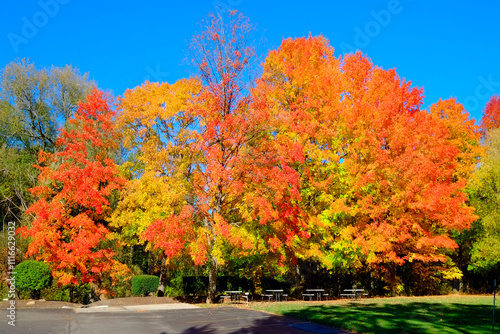 Bottom time fall colors with vibrant red , yellow , orange , leaves in Lexington, Michigan  . Created 09 .08 .24