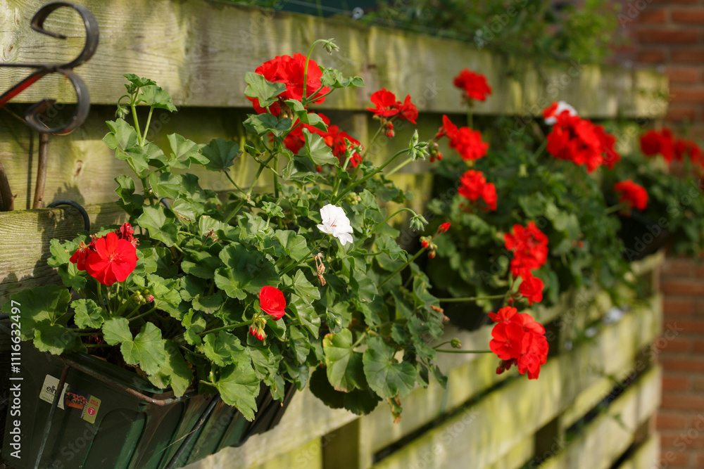 Naklejka premium Bright red geraniums blooming in flower boxes along a wooden fence in a charming Dutch garden setting