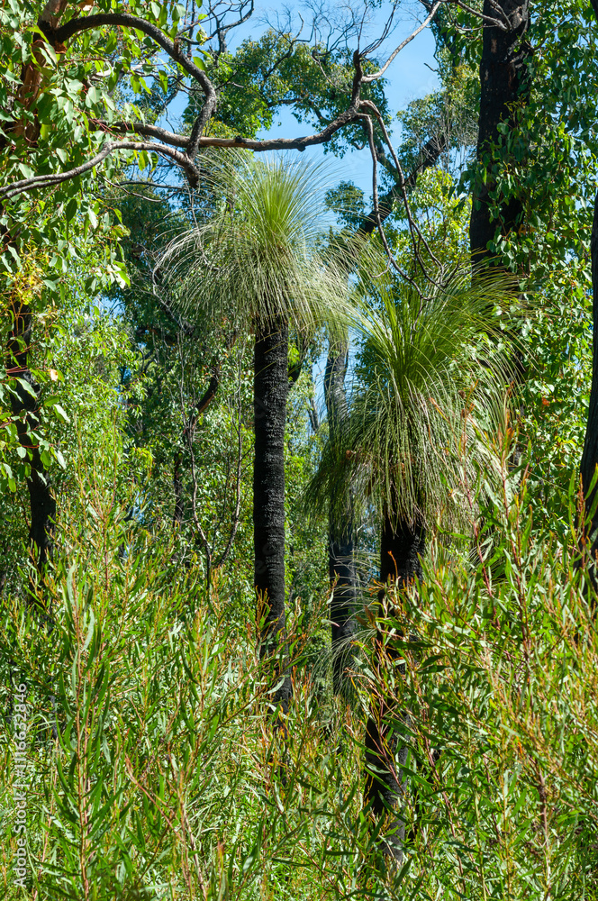 Fototapeta premium Grass trees Xanthorrhoea in the natural habitat, thriving amidst lush Australian vegetation. The striking black trunks and spiky foliage create a dramatic and iconic landscape in the native bushland.